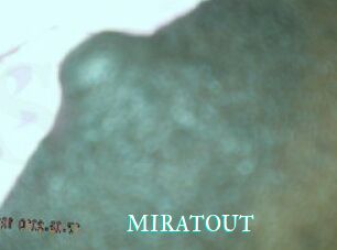 MIRATOUT