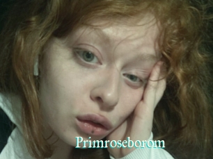 Primroseborom